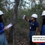 Como é possível combinar agro e desmatamento zero