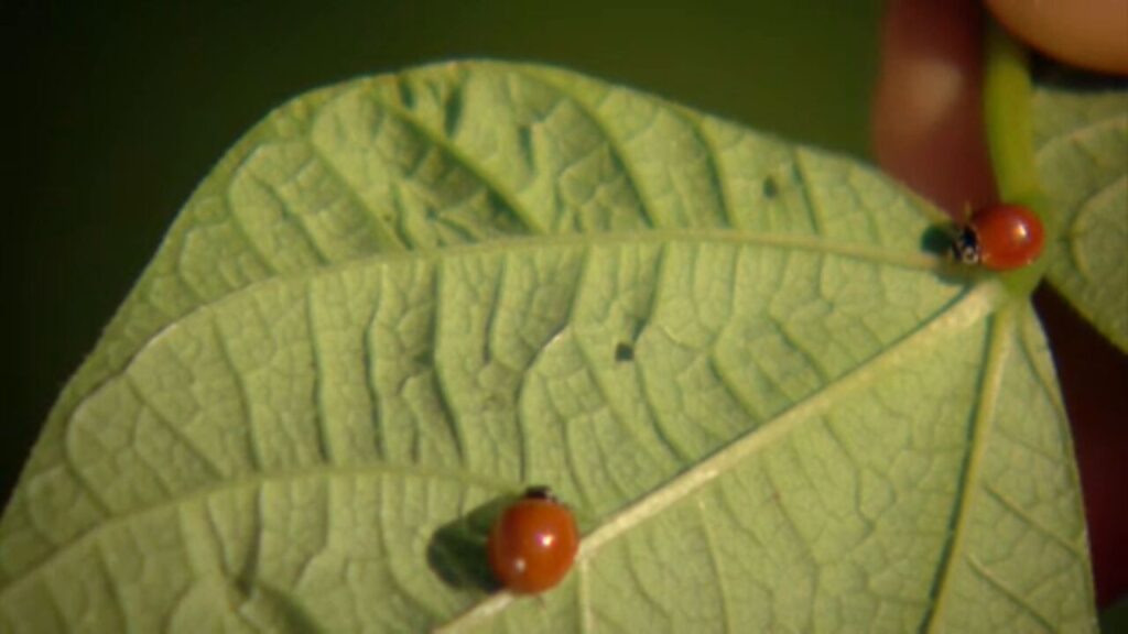 Virada sustentável no Cerrado: agricultura regenerativa reduz emissões de poluentes em fazendas do sudoeste de Goiás