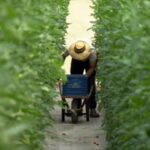 Maior produtor de soja do país, Mato Grosso enfrenta falta de frutas, verduras e legumes