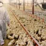 Número de focos de gripe aviária nos EUA em novembro é quase 4 vezes maior do que no ano passado