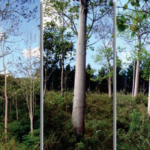 Como plantar o kiri japonês, árvore conhecida por crescer rápido e pela madeira muito valorizada