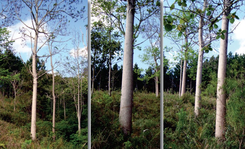 Como plantar o kiri japonês, árvore conhecida por crescer rápido e pela madeira muito valorizada