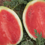 Produtores colhem safra de melancia em SP