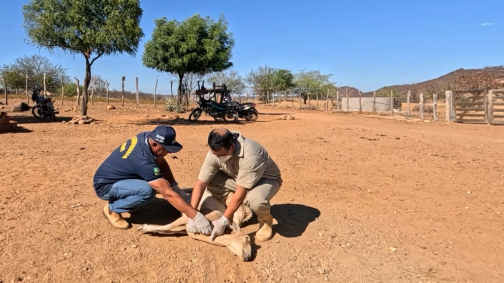 Falha no processo de inativação de vacina é causa provável de morte de mais de 600 animais, confirma laboratório