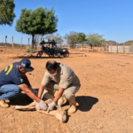 Falha no processo de inativação de vacina é causa provável de morte de mais de 600 animais, confirma laboratório