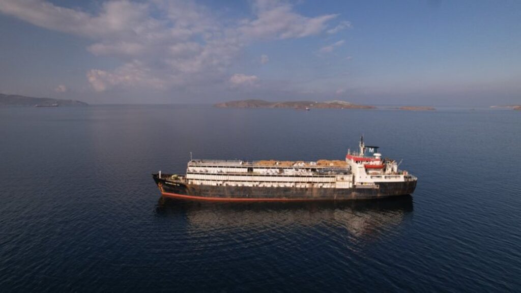 Navio que vaga há meses tenta voltar ao Uruguai com 3 mil vacas e bezerros à beira da morte: ‘Não devem sobreviver’