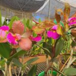 Busca por orquídeas especiais não tem pausa