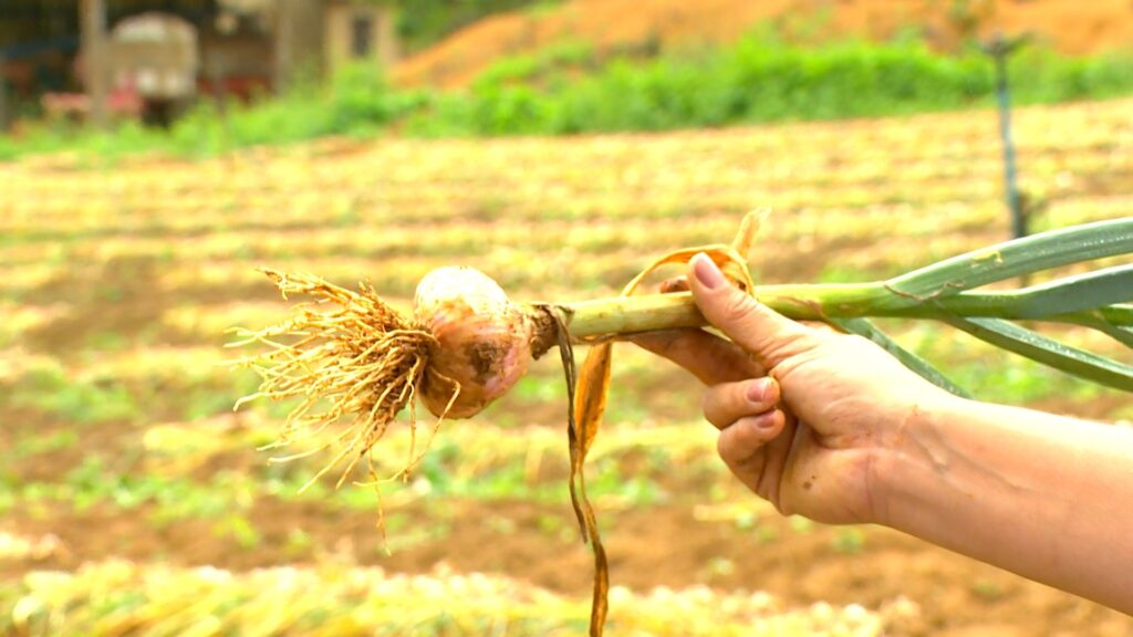 Alho produzido no ES ganha versão livre de doenças e com dente maior