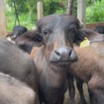 Criadores de búfalos recebem assistência para aumentar produtividade do rebanho