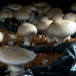 Produção de cogumelos cresce em regiões mais frias de montanhas e impulsiona agricultura familiar no ES