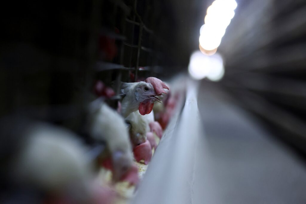 Brasil aumenta exportações de frango mesmo após gripe aviária: 'Nem nos meus melhores sonhos', diz presidente de associação