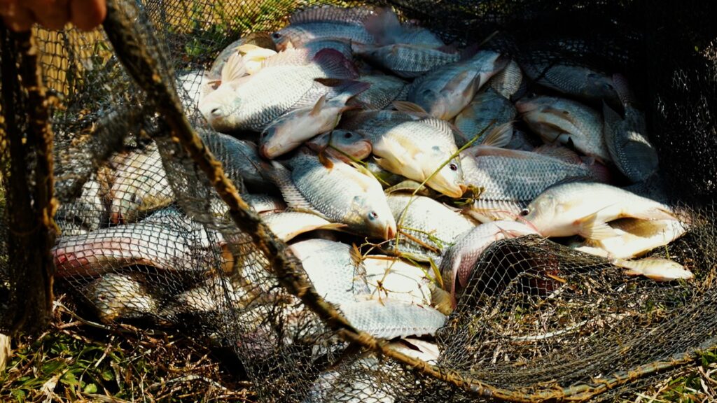 Após pressão do agro, governo suspende temporariamente lista que considerava tilápia espécie invasora