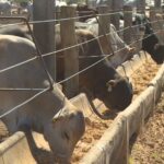 Tempestades com raios são um perigo na zona rural