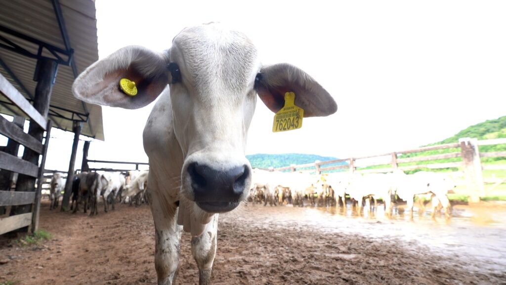 Pará adia para 2030 prazo para inclusão de chips de rastreamento em bois e búfalos