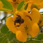 Conheça espécie de abelha que só tem no ES e corre risco de extinção